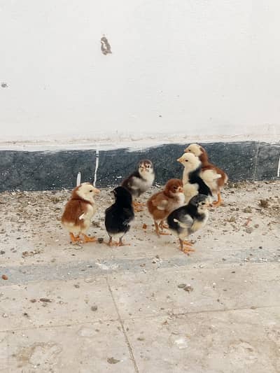 aseel chicks