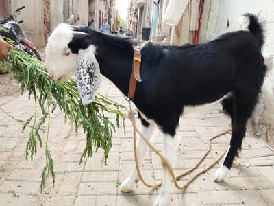 Qurbani ka bakra
