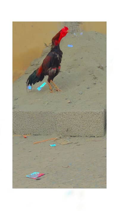 Sindhi aseel bird
