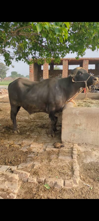 Qubani KY janwar munsaib gaoun KY for sale du dant