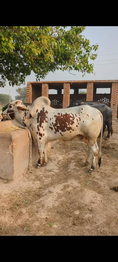 Qubani KY janwar munsaib gaoun KY for sale du dant