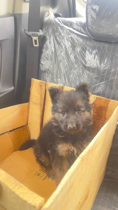 Puppy for sale