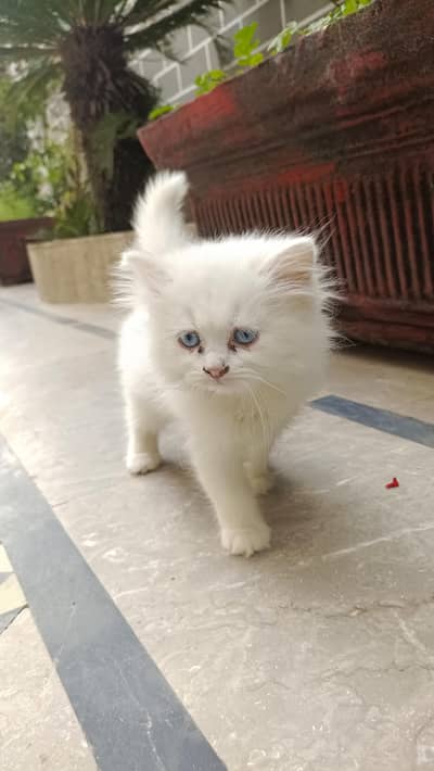 White Persian Blue Eye Cats