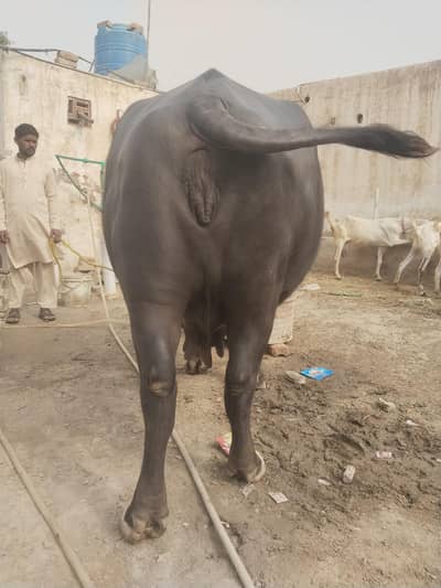Ravi buffalo