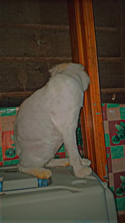 Persian cat for sale