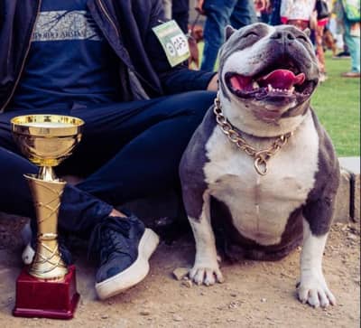 AMERICAN BULLY MALE