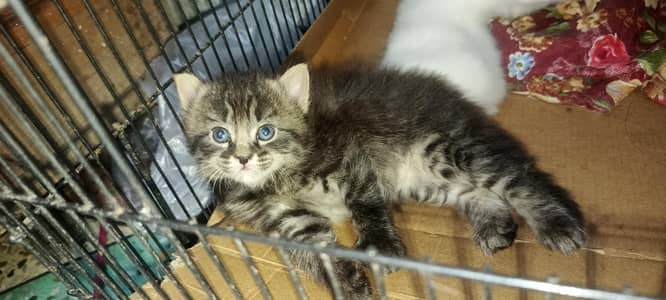 Persian cats for sale