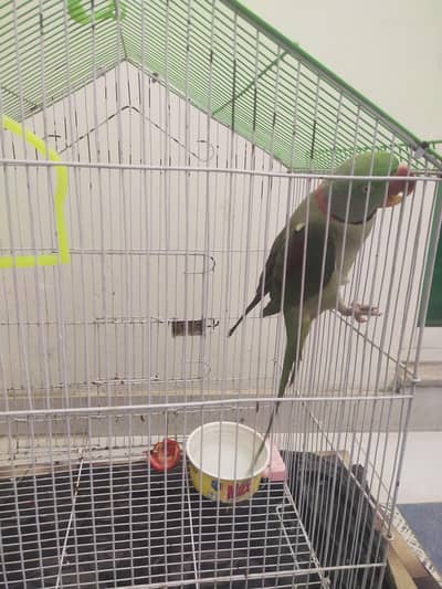 raw parrot