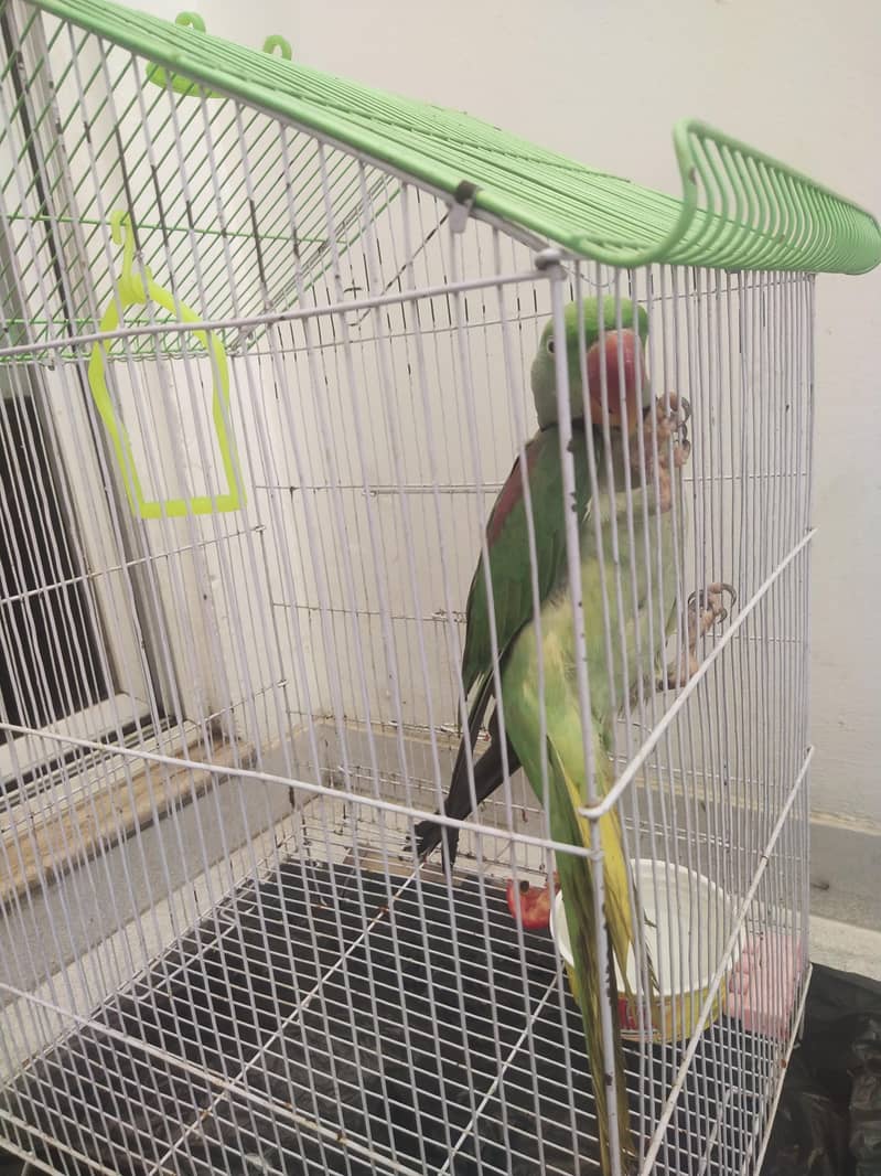 raw parrot 1