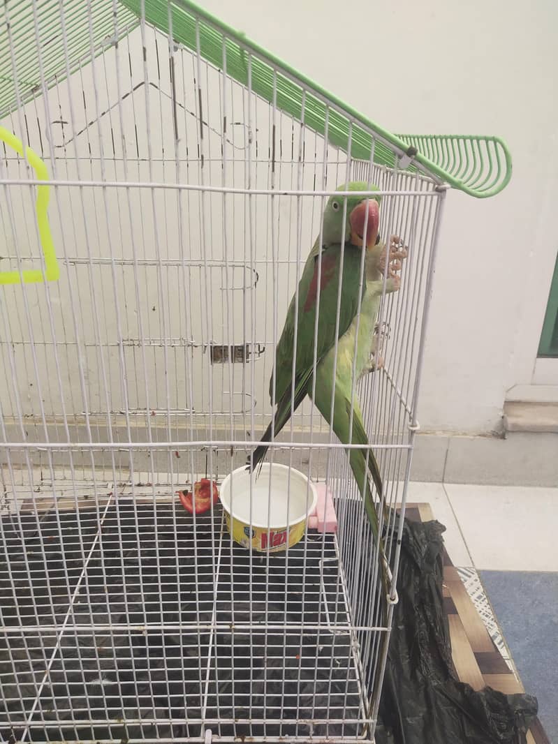 raw parrot 2