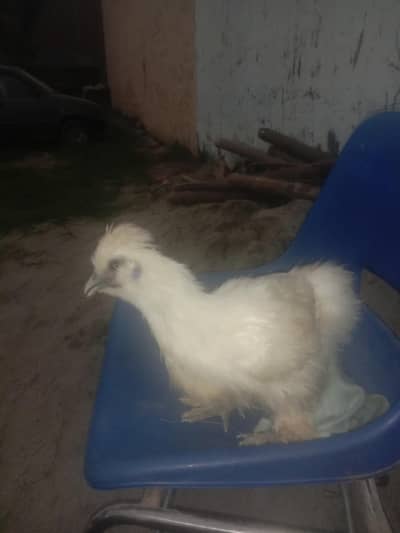 silkie male for sale