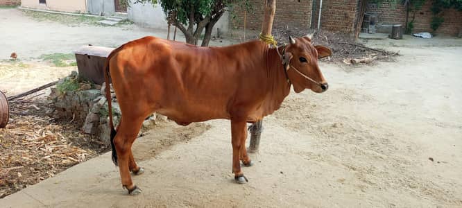 cow mix breed