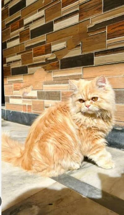 heavy coated kittens