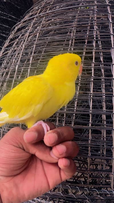 yellow ringneck healthy and active loctation G7 03035226268