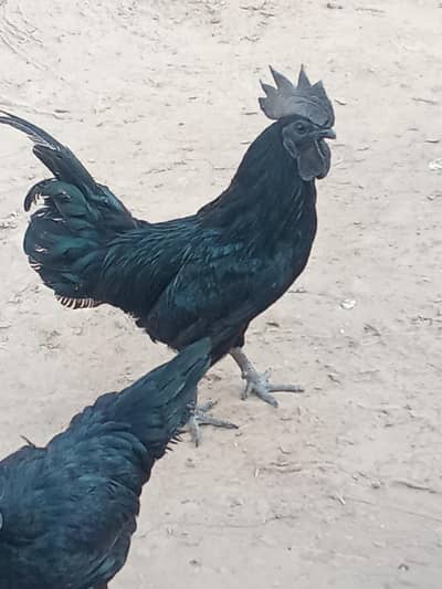 ayam cemani eggs and chick  03239652384