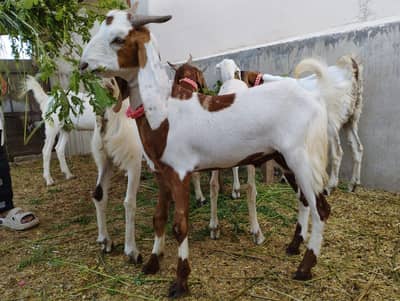 QURBANI BAKRAY FOR SALE KARACHI