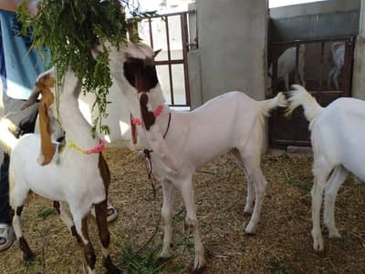 QURBANI BAKRAY FOR SALE KARACHI