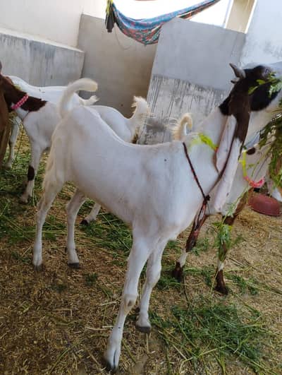 QURBANI BAKRAY FOR SALE