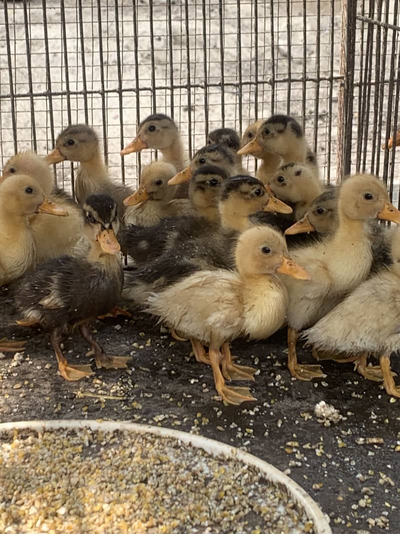 Ducks chicks  0