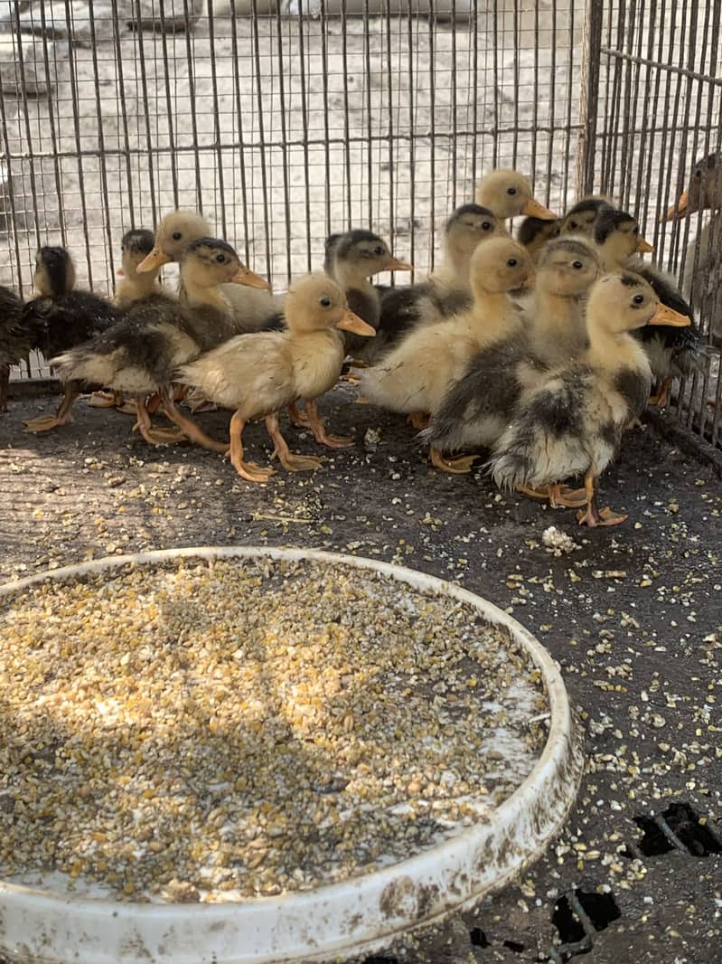 Ducks chicks  1