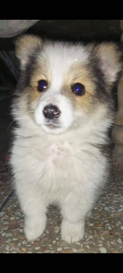 male puppy sheltie