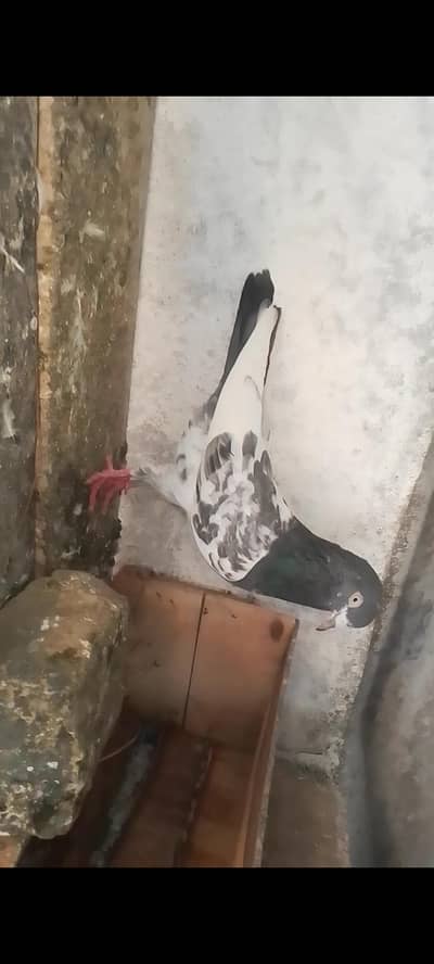 pogion for sale