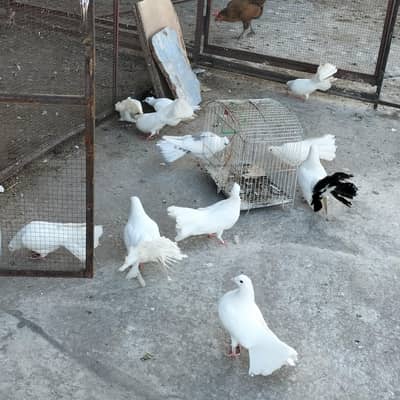 lakay fancy pigeons home breed