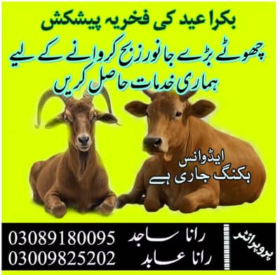 عید کے لیے بکنگ جاری عمان سے کاریگر قصاب