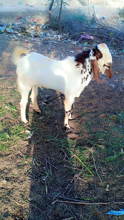 Qurbani ka Bakra