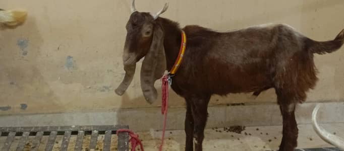 3 bakray for sale
