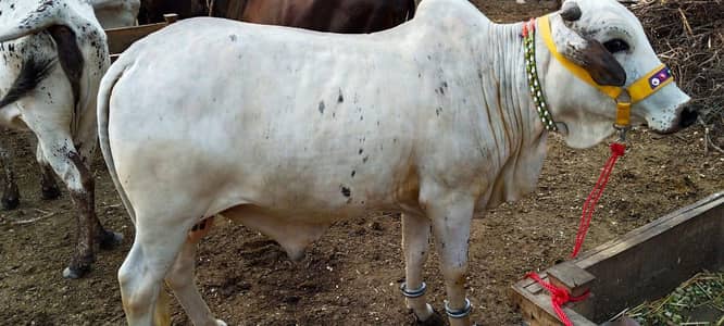 Bulls(03)/OX/Male Cow/(2)Female cow