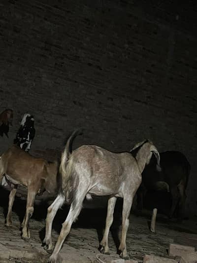 Bakra goat