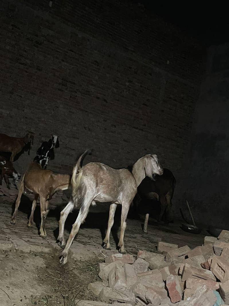 Bakra goat 1