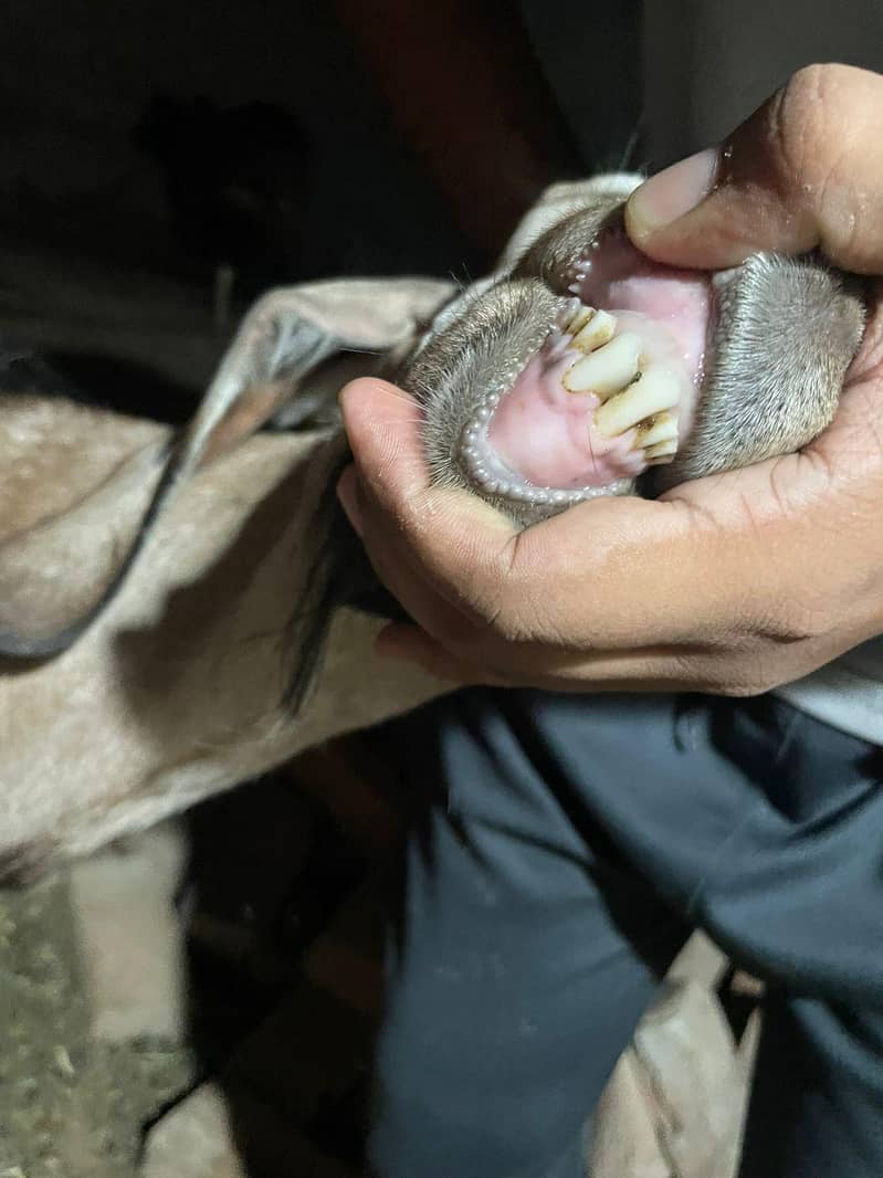 Bakra goat 2