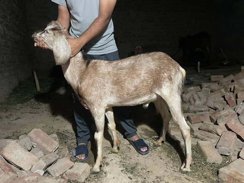 Bakra goat 3
