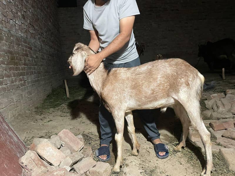 Bakra goat 4