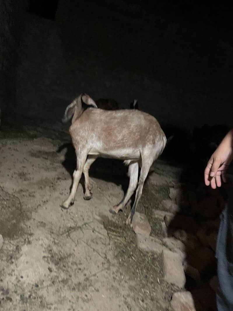 Bakra goat 5