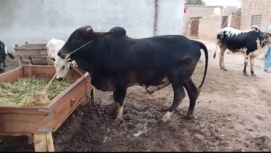 cow for sale