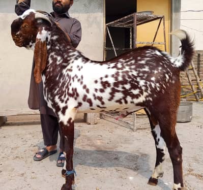 Qurbani ka lia bakra  for sale price full final 165ooo