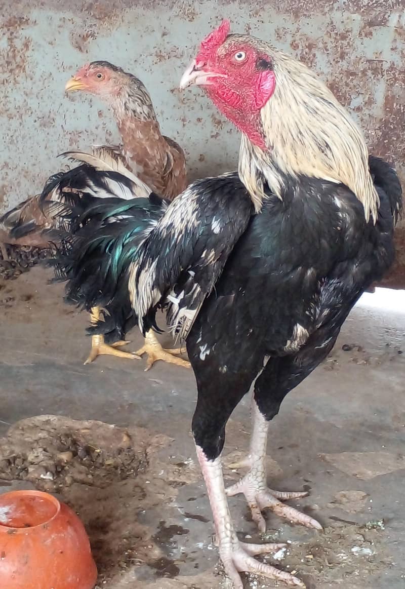 اصیل کراس مرغا برائے فروخت 0