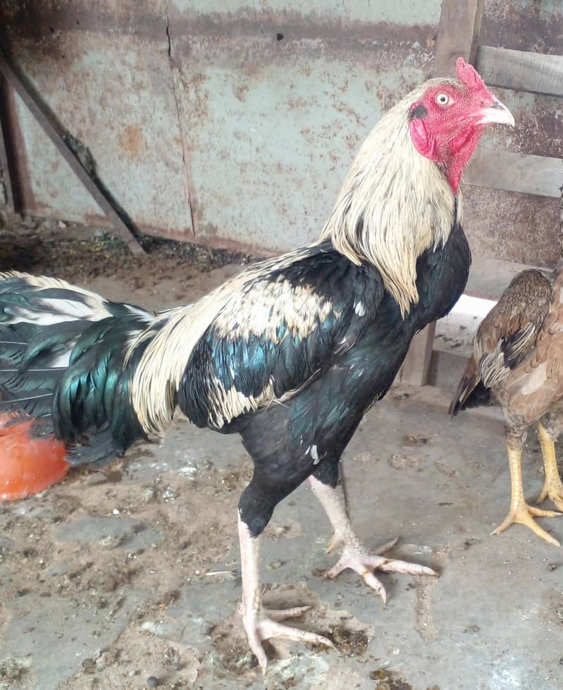 اصیل کراس مرغا برائے فروخت 1