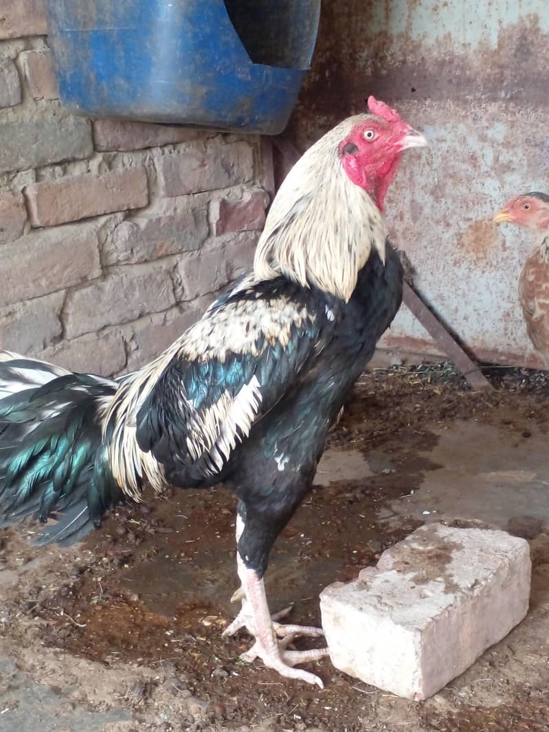 اصیل کراس مرغا برائے فروخت 2