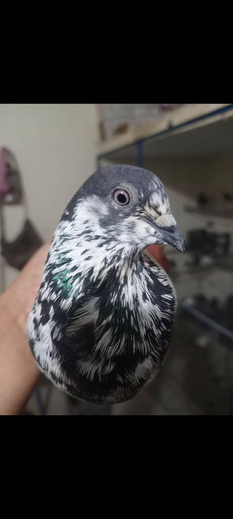 kabootar 3