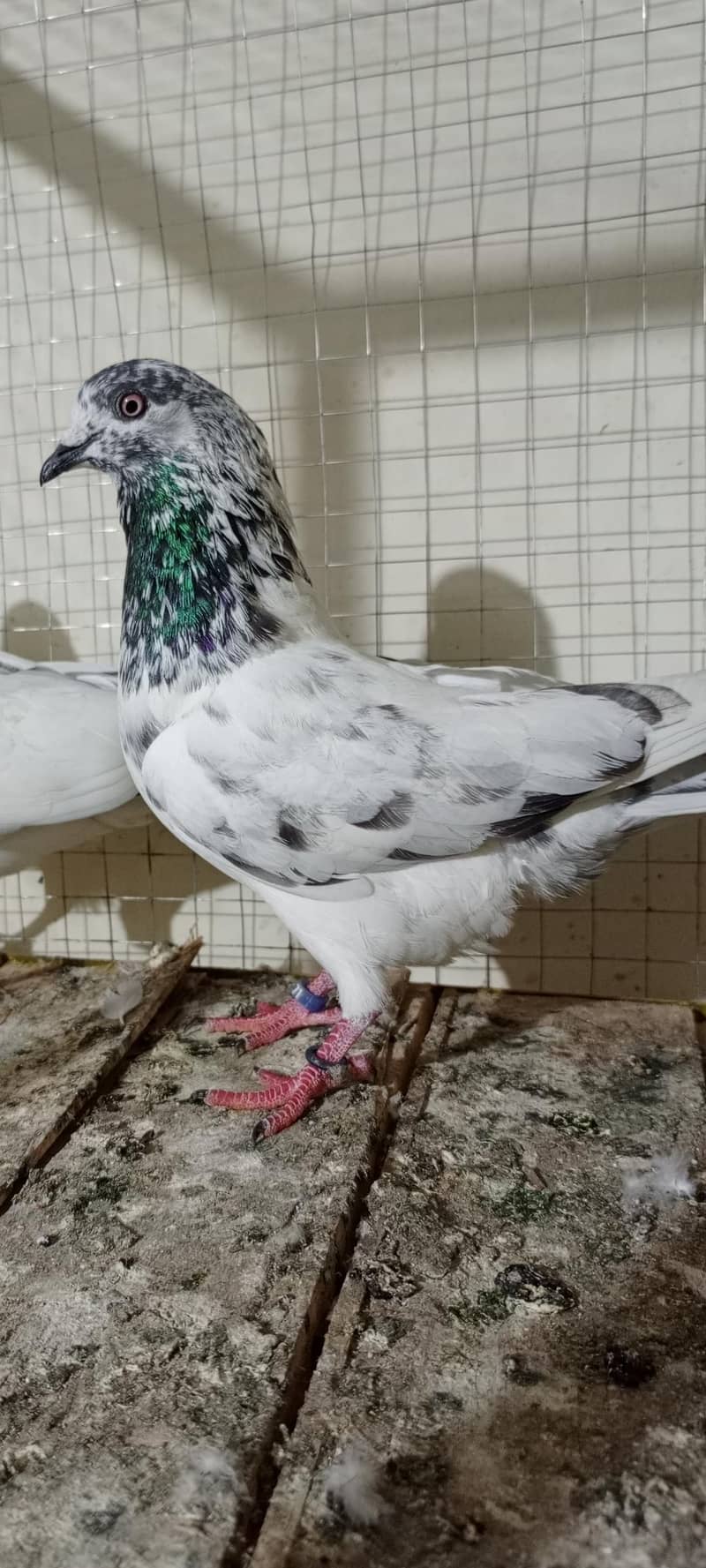 kabootar 4