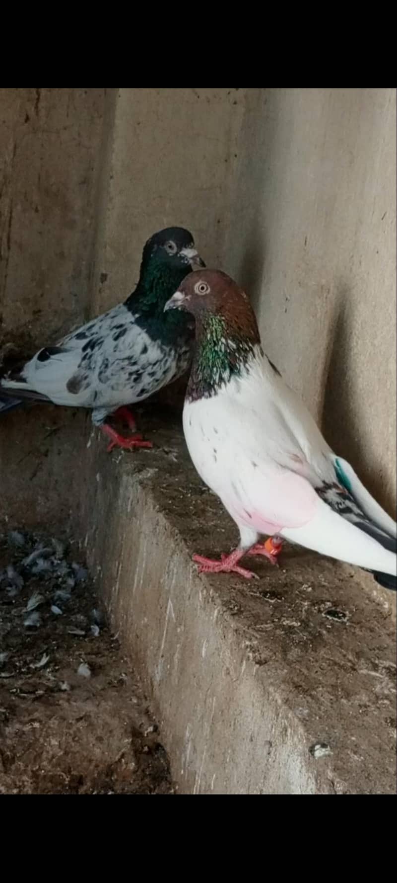 kabootar 5