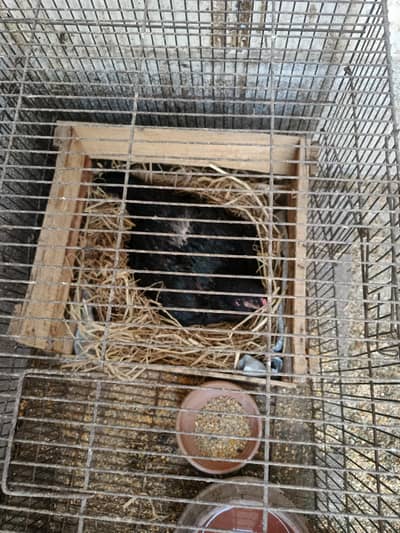 kurk hen for sale