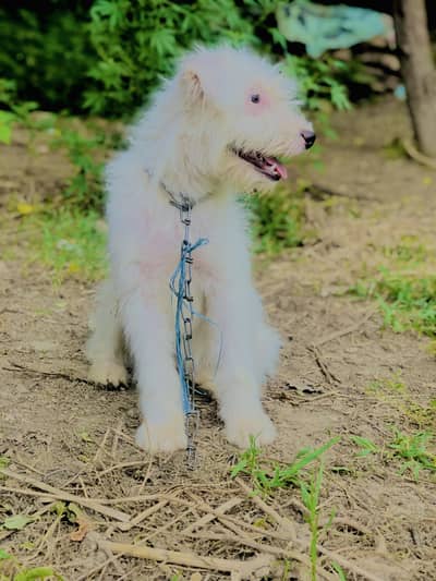 Puppy long hair dog