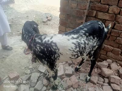 animals for sell