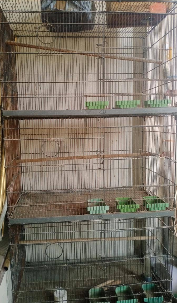 Biird cage 0
