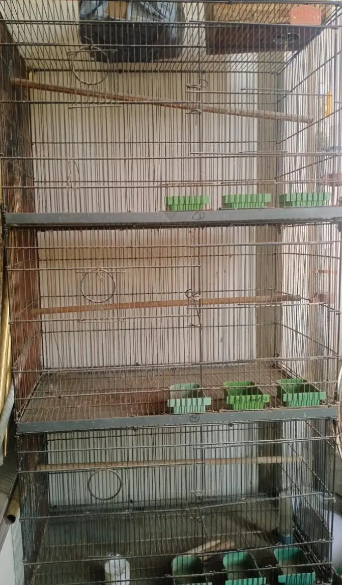 Biird cage